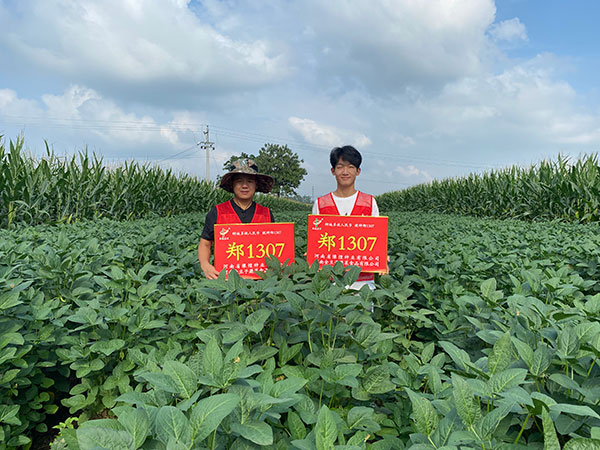鄭1307獲嘉縣實(shí)驗(yàn)基地測(cè)產(chǎn)
