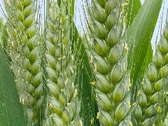 有效防治小麥地下害蟲的策略與方法