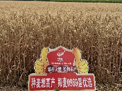 2025冬麥區(qū)大部墑情適宜 不足范圍擴(kuò)大 長(zhǎng)江中游及華南西南局地出現(xiàn)干旱